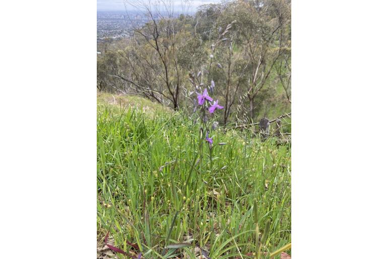 Arthropodium strictum&nbsp;3384