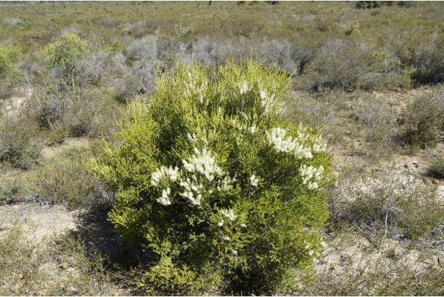 Melaleuca met lancetvormig blad