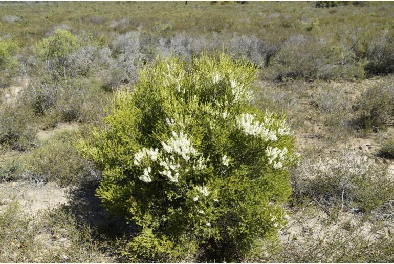 Melaleuca lanceolata -3395