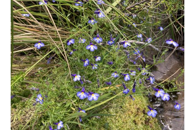 Kowyn Pass monopsis