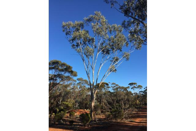 George's Eucalyptus George's Eucalyptus