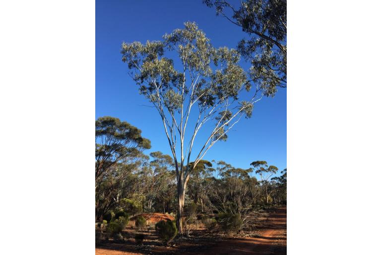 Eucalyptus georgei 3416