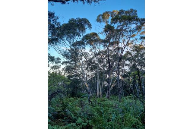 Budawang Eucalyptus Budawang Eucalyptus