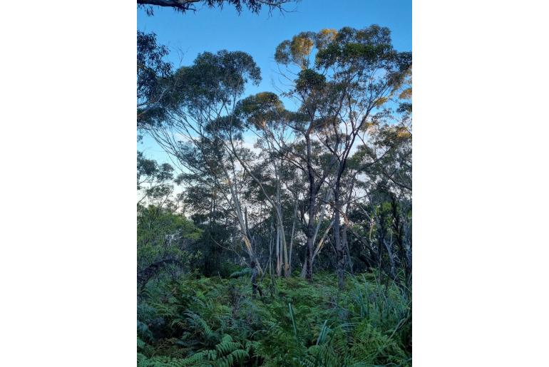 Eucalyptus dendromorpha 3427