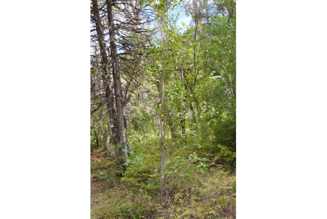 Harige lomatia Harige lomatia