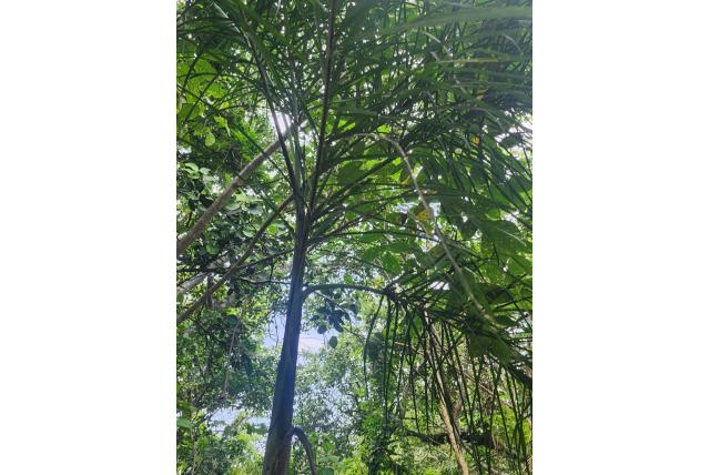 Gepluimde chamaedorea