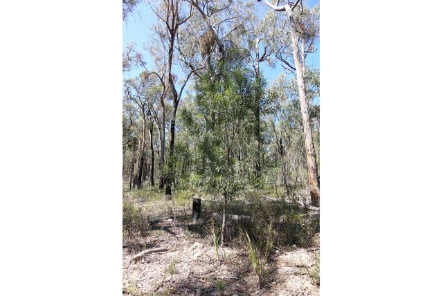 Boom hakea