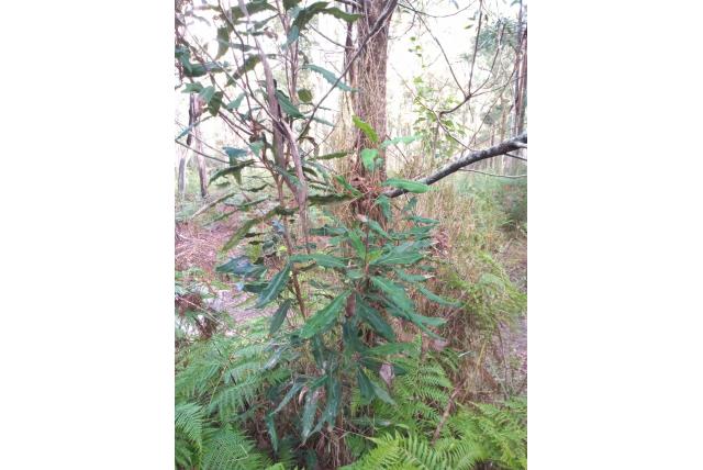 Boom lomatia Boom lomatia