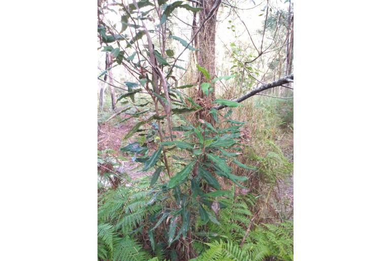 Lomatia fraseri 3450