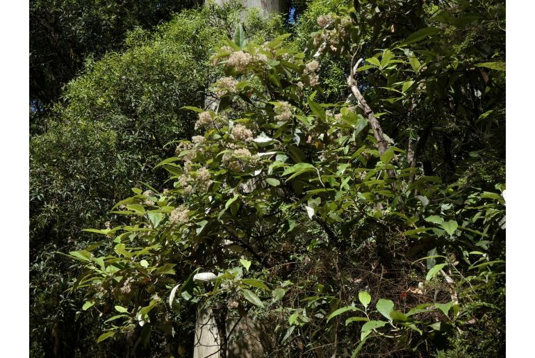 Shawia argophylla&nbsp;3454