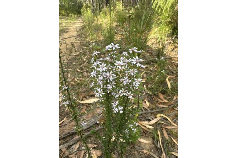 Olearia ramulosa -3456