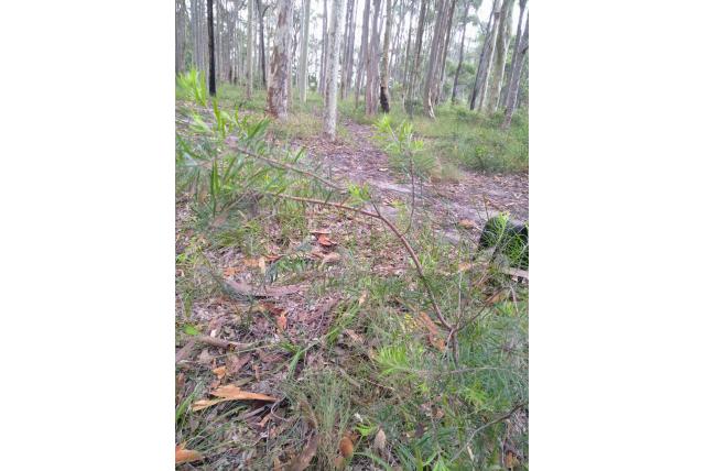 Persoonia met lineair blad