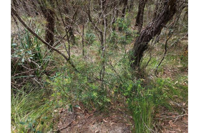 Zachte persoonia