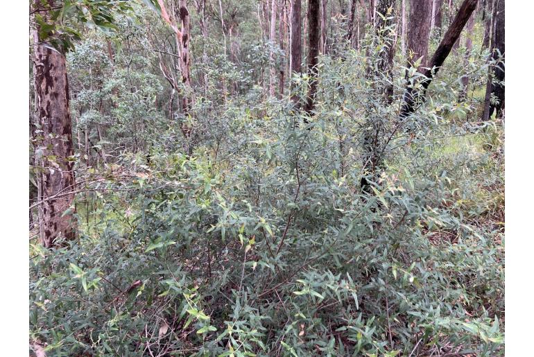 Podolobium ilicifolium 3465