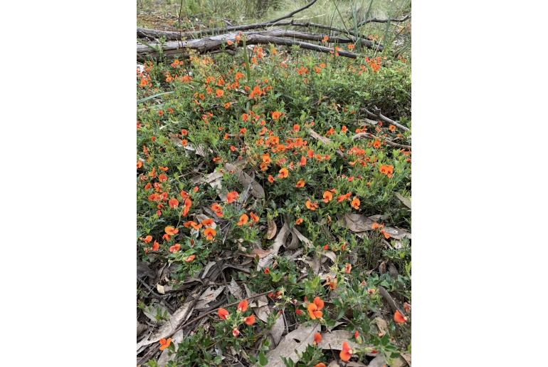 Podolobium procumbens 3466