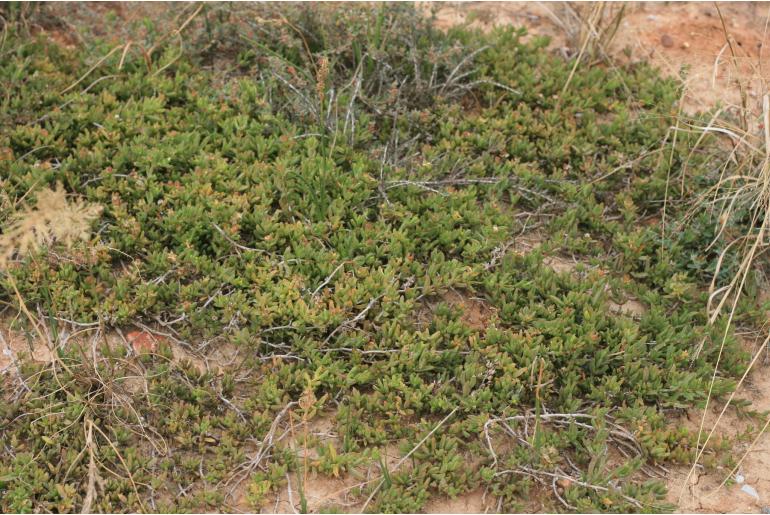 Delosperma hollandii&nbsp;3469