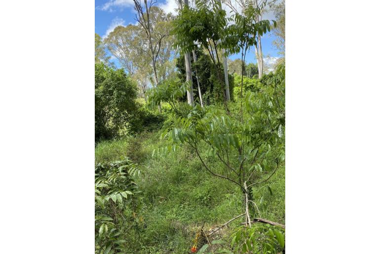 Castanospermum australe -3480