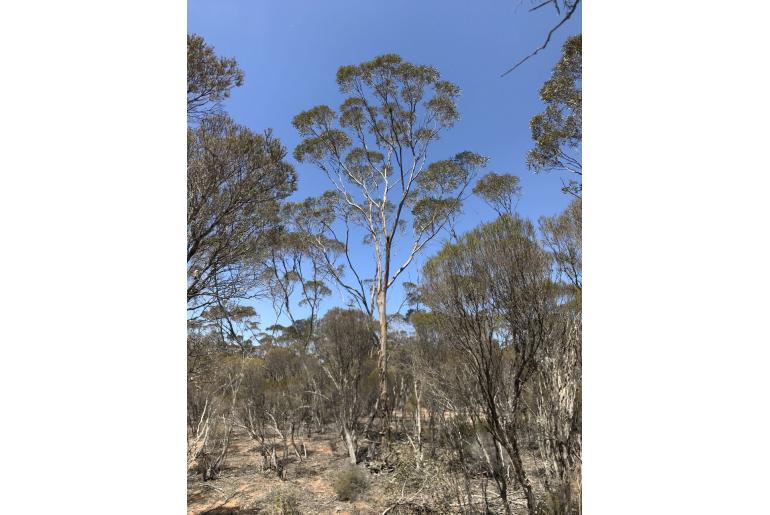 Eucalyptus histophylla 3486