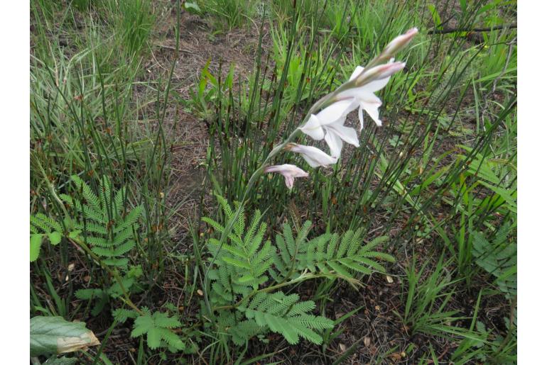 Gladiolus wilsonii 3492