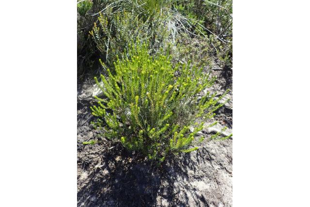 Afwisselend-blad acmadenia