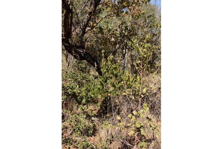 Acokanthera oppositifolia -3496