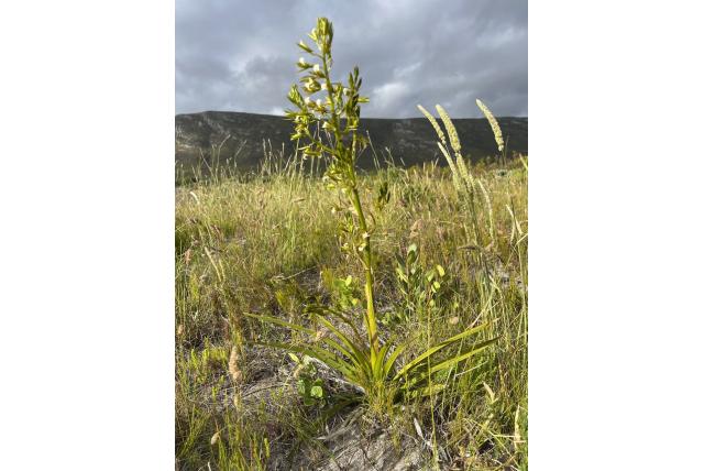 Kaapstad acrolophia