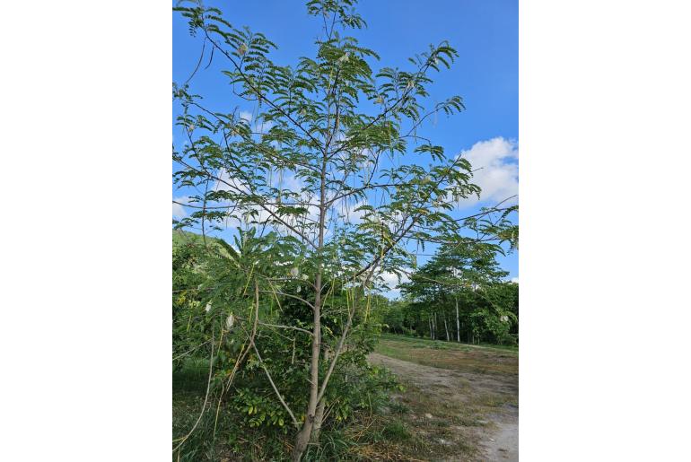 Sesbania grandiflora 3501