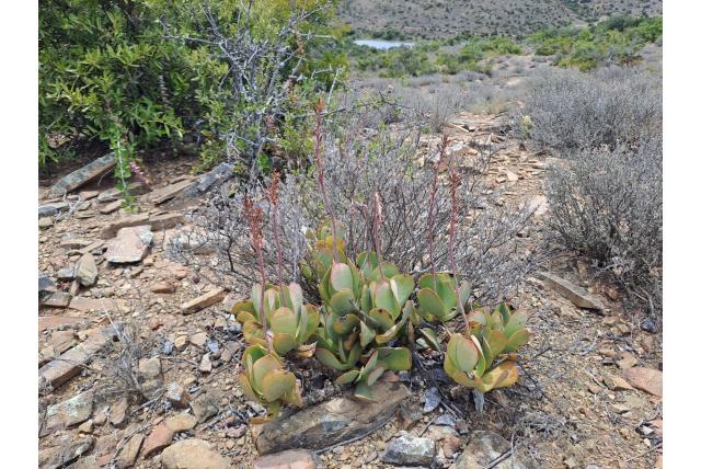 Wigvormig blad bladplant