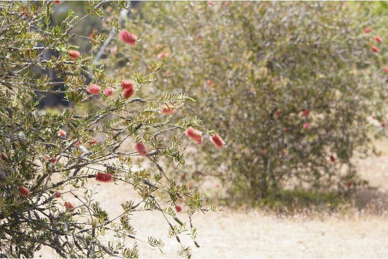 Melaleuca rugulosa -3509