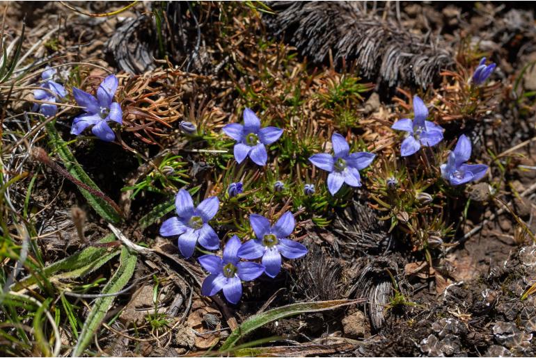 Wahlenbergia polytrichifolia ssp dracomontana 3512