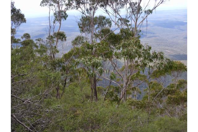 Mount Imlay Eucalyptus Mount Imlay Eucalyptus