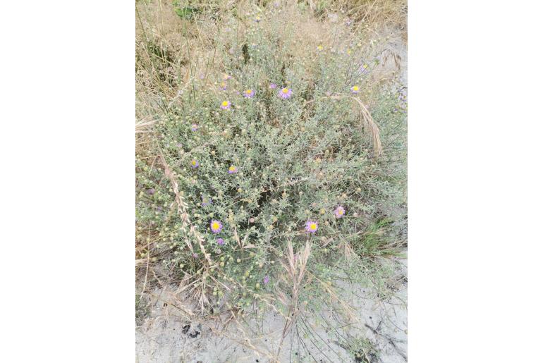 Amellus tenuifolius -3529