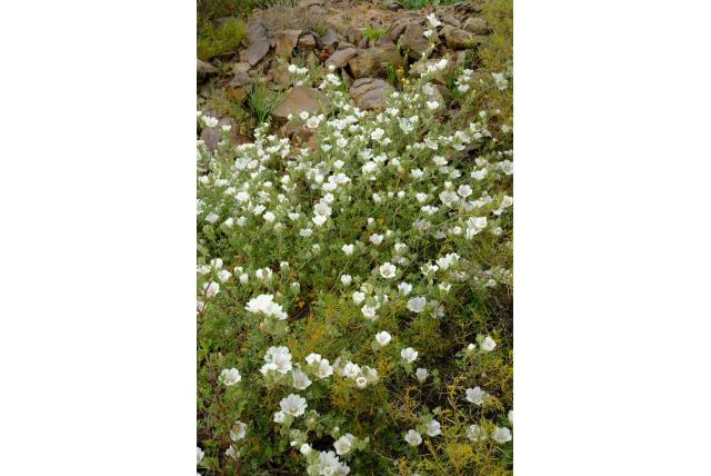 Elegante malva