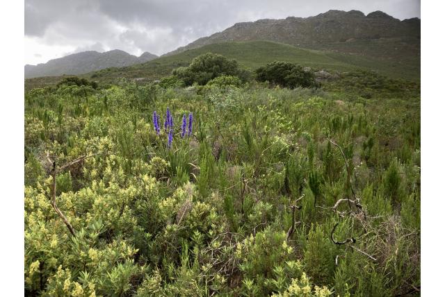 Bloemkopjes Aristea