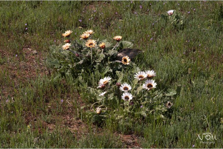 Arctotis acaulis -3539