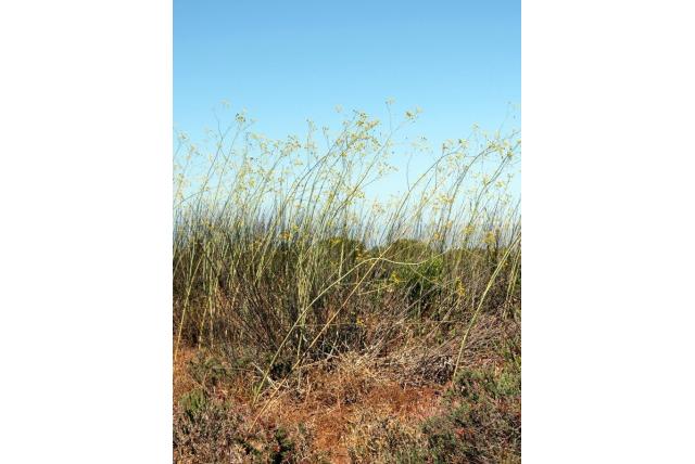 Grootgebloemde anijswortel