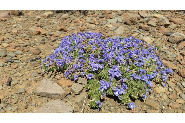 Aptosimum procumbens -3552
