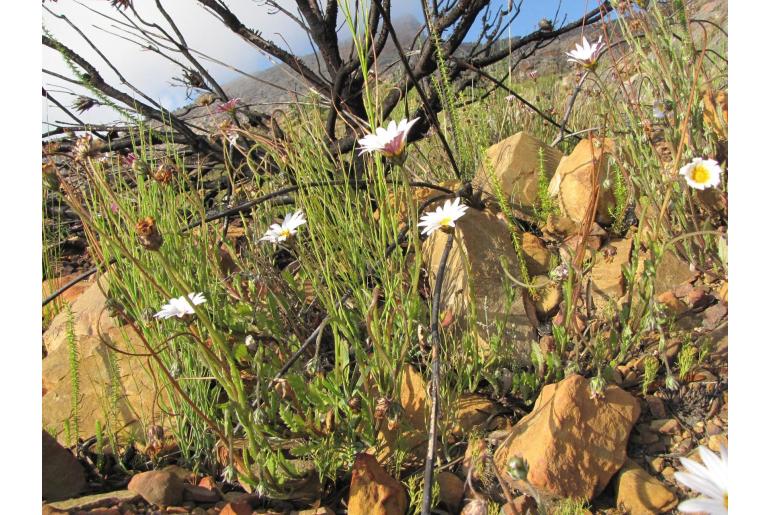 Arctotis acuminata -3556