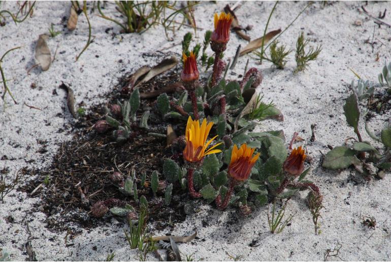 Arctotis angustifolia -3558