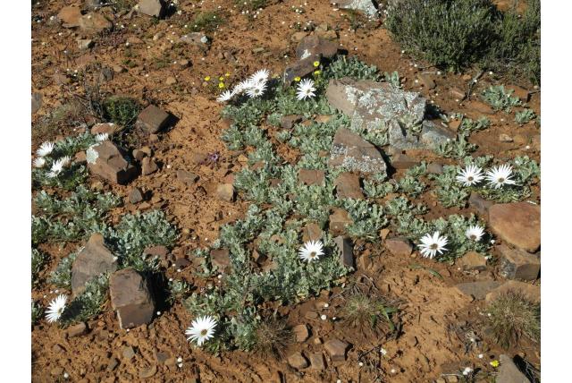 Losjes spreidende arctotis