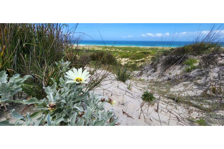 Arctotis stoechadifolia -3564