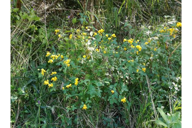 Fluweelachtige gele argyrolobium