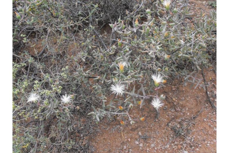 Mesembryanthemum brevicarpum -3566