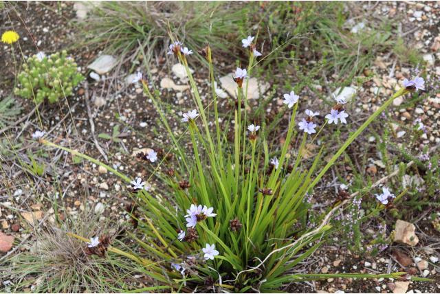 Tweekoppige Aristea
