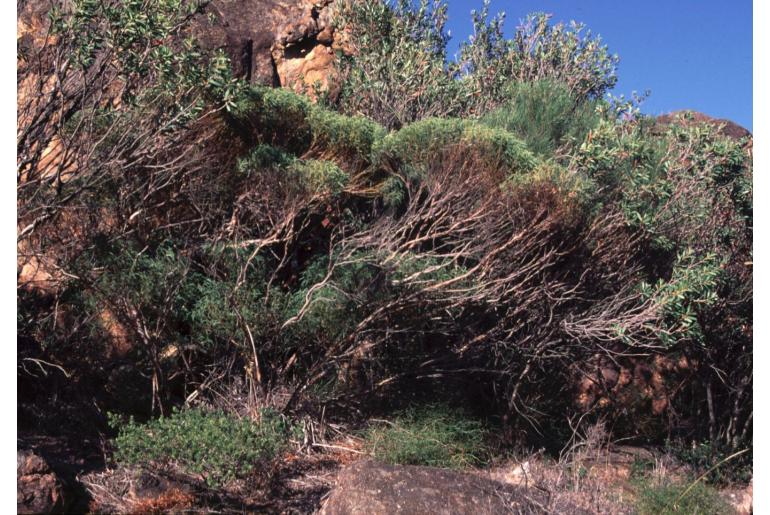 Eucalyptus insularis 3570