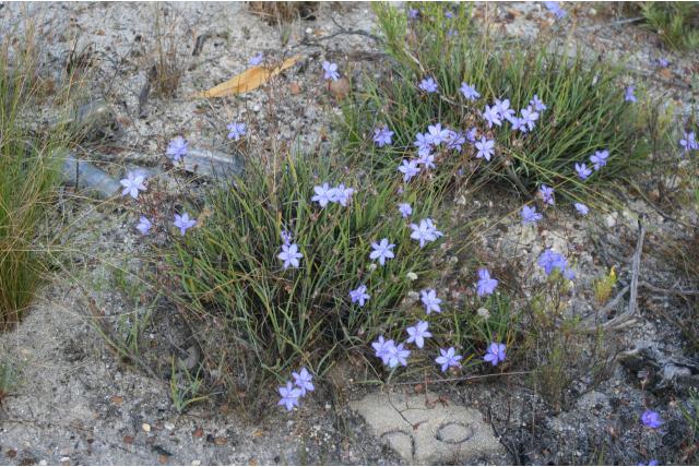 Verdeelde aristea