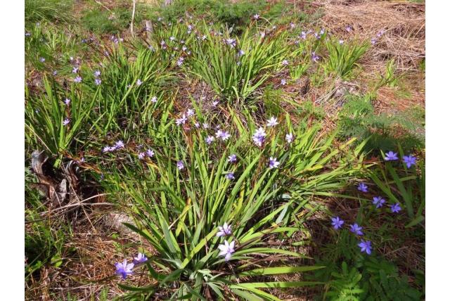 Zwaardvormig blad Aristea