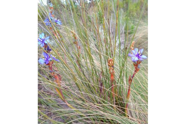 Rietblad aristea