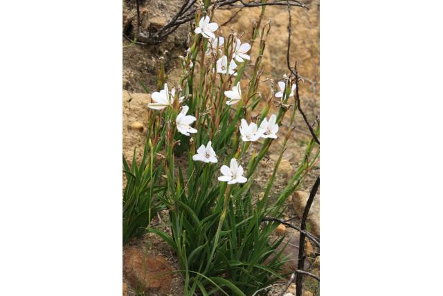 Sterogende aristea