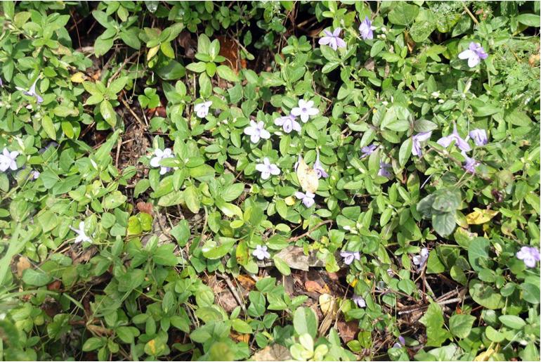 Barleria obtusa -3578